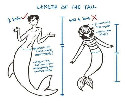 the length and height of a mermaid's tail