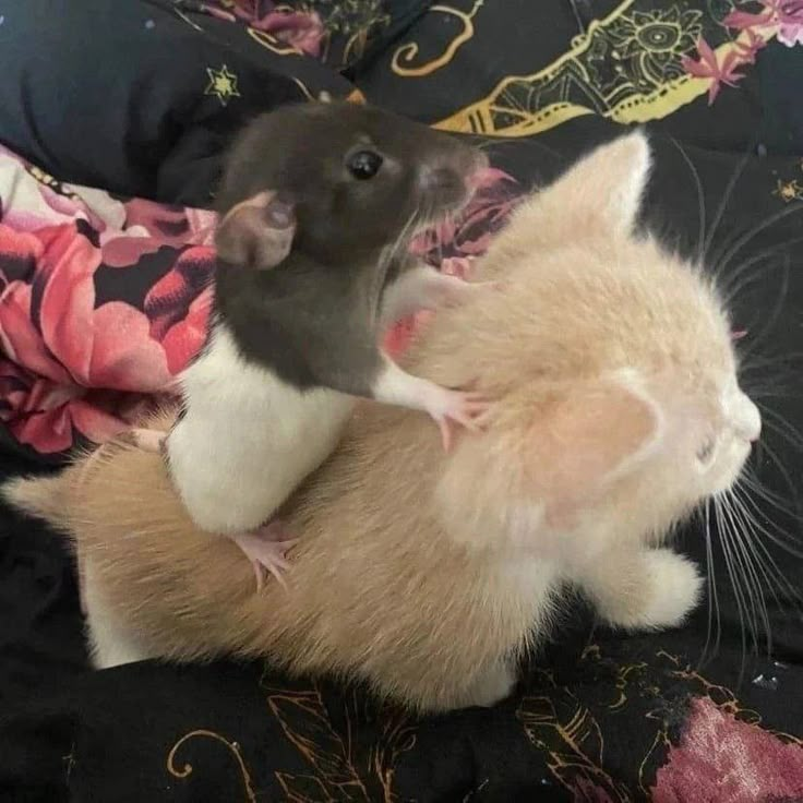 a small rat is holding on to a larger rat