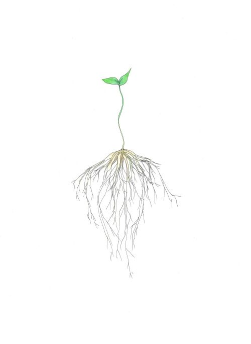 a drawing of a plant with root and green leaves on it's top, in white background