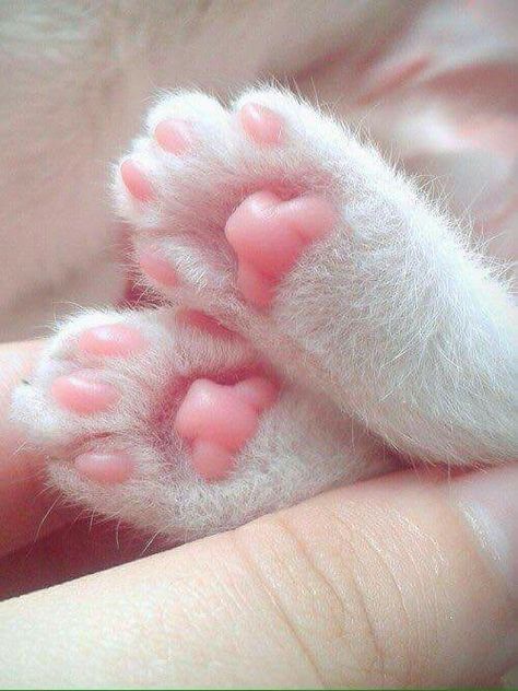 someone is holding their paw up to show it's pinkish feet and toes