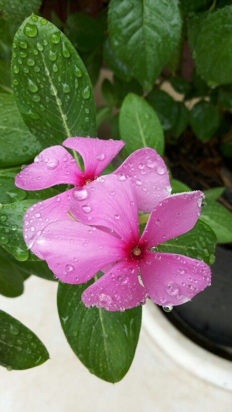 a pink flower with water droplets on it's petals and green leaves in front of a potted plant