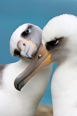 two seagulls with their heads touching each other