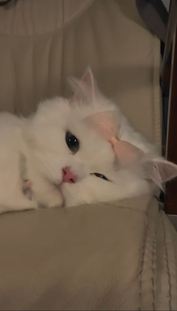 a white cat laying on top of a couch