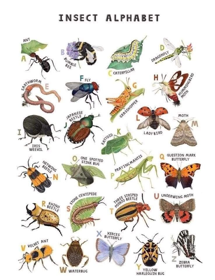 an insect alphabet poster with many different types of bugs and insects on it's sides