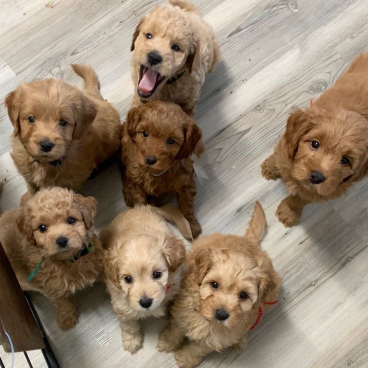 a group of puppies sitting on top of a wooden floor