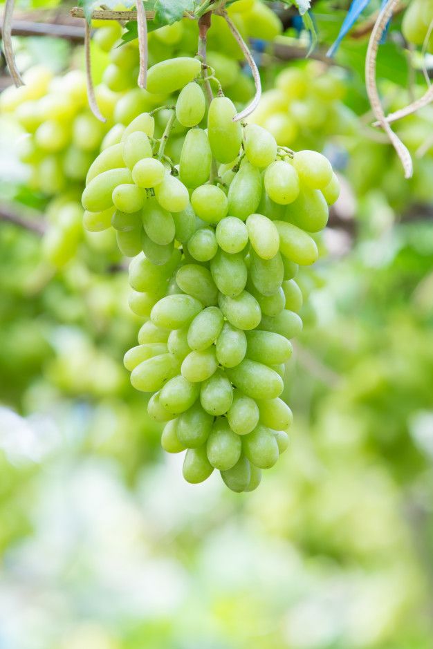 bunches of green grapes hanging from a vine