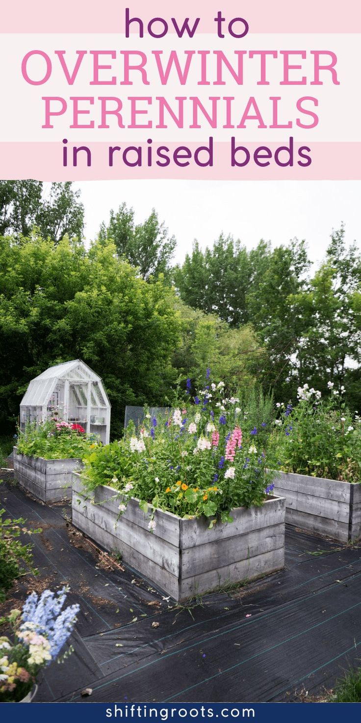 an outdoor garden with raised beds and flowers in the foreground text reads how to overwint perennials in raised beds