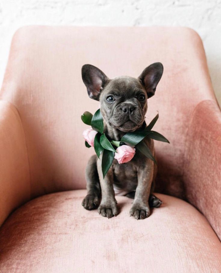 a small dog sitting on top of a pink chair with flowers in it's mouth