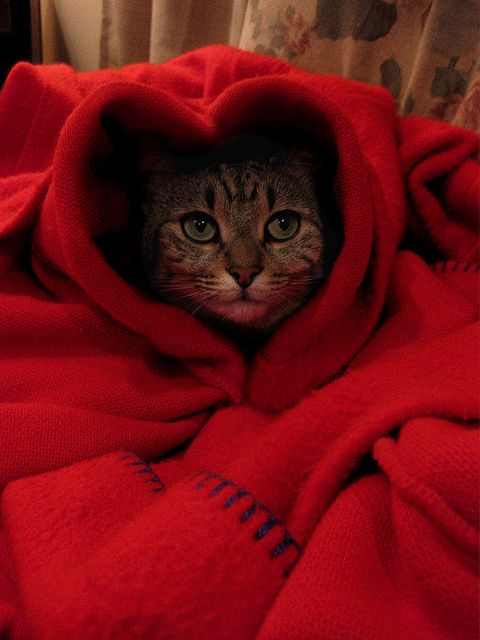 a cat hiding under a red blanket with the caption that's a wrap