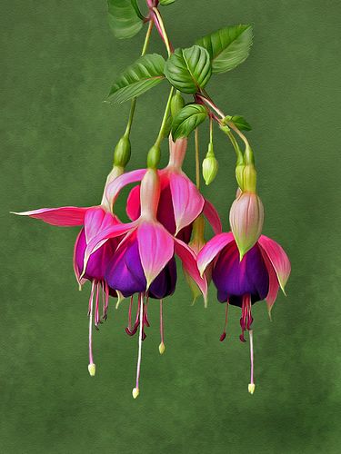 pink and purple flowers with green leaves hanging from the stems in front of a dark green background