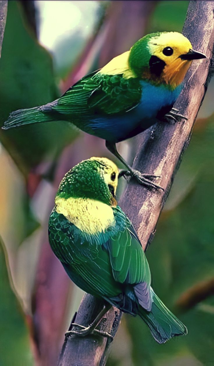 two colorful birds sitting on top of a tree branch