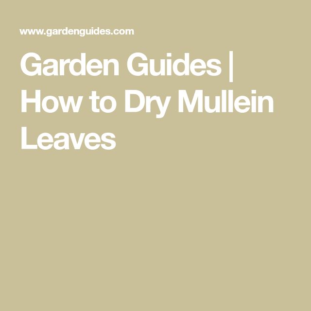 the words garden guides how to dry mullein leaves on a beige background with white lettering