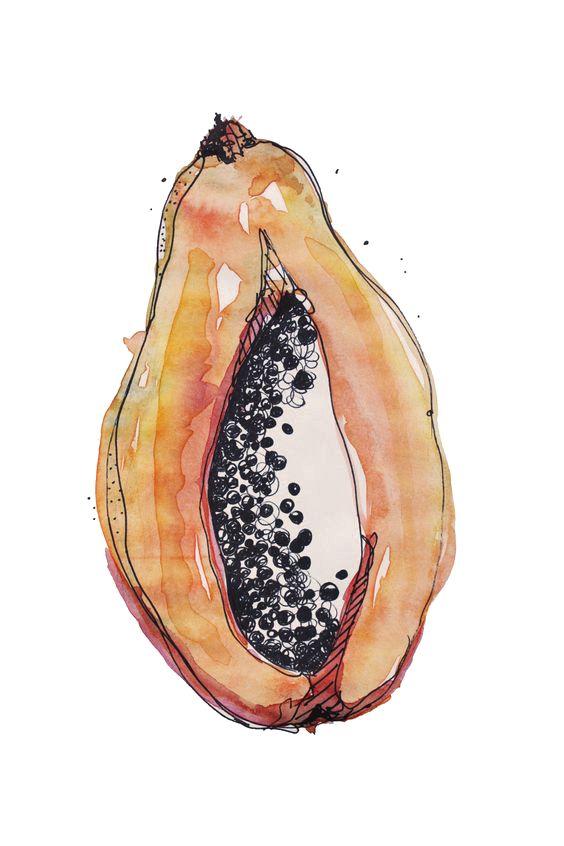 a watercolor and ink drawing of a papaya