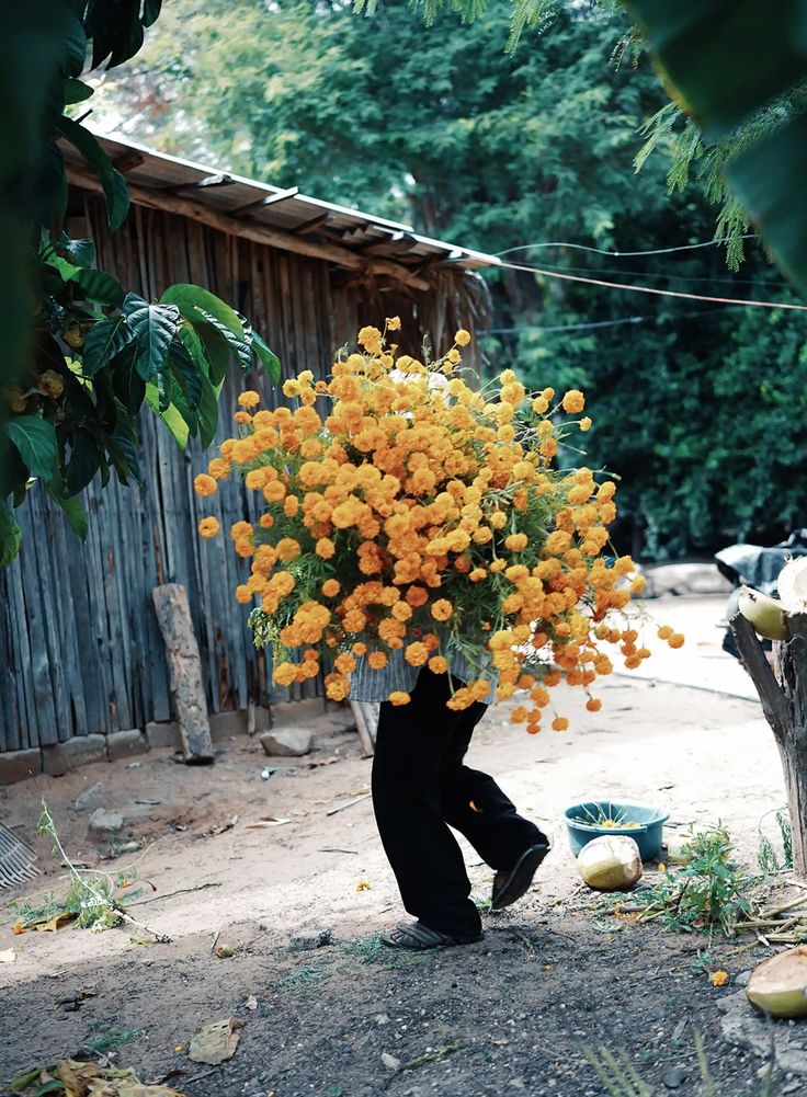 a person carrying a bunch of flowers on their head in the dirt near a fence