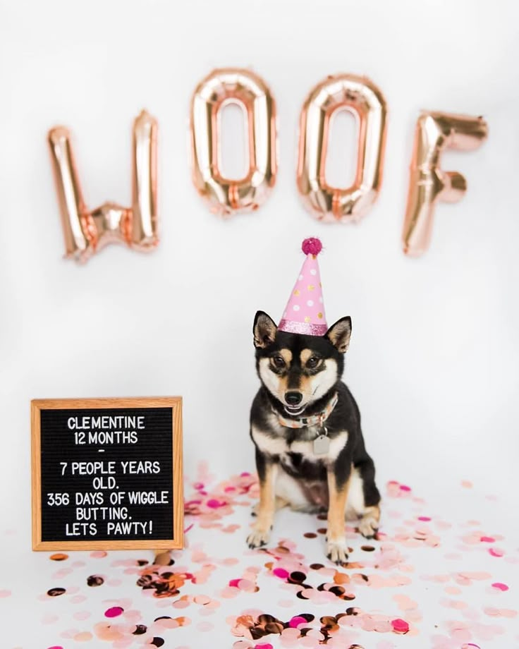 a dog wearing a party hat sitting in front of a sign that says woof