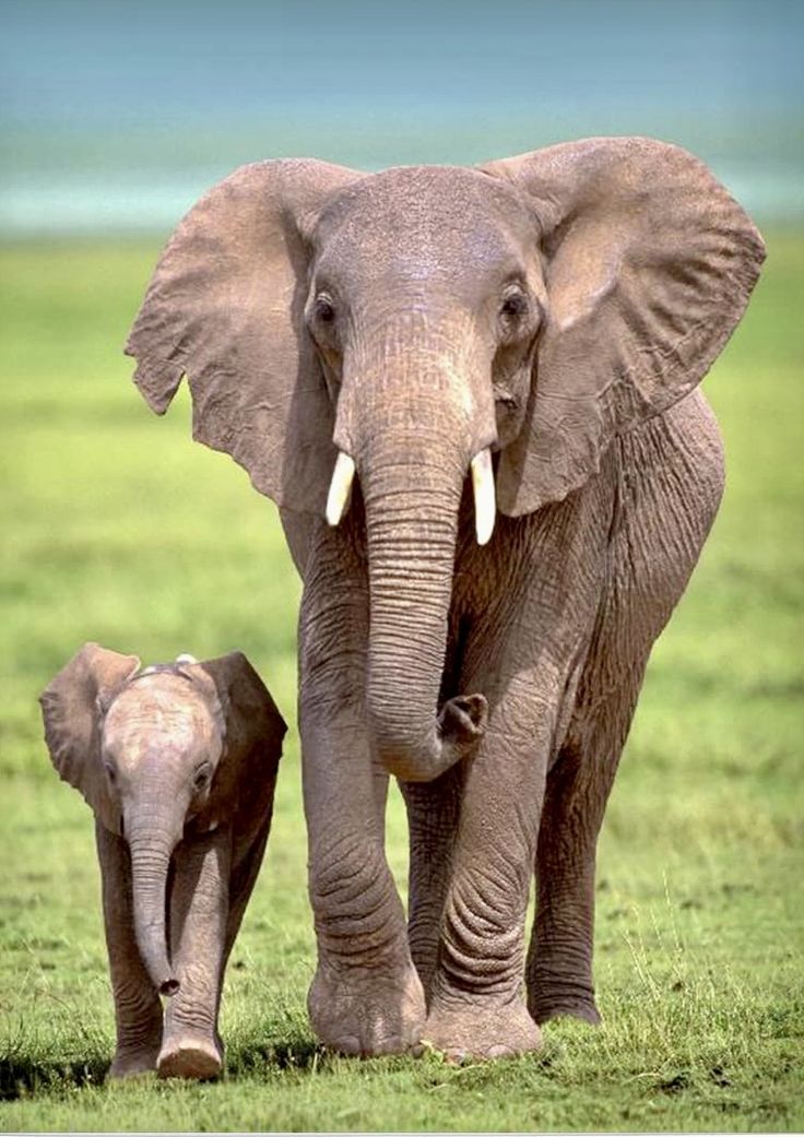 an adult and baby elephant walking in the grass