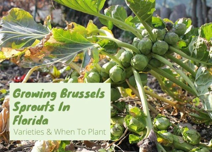 growing brussels sprouts in florida varieties and when to plant them, part 2