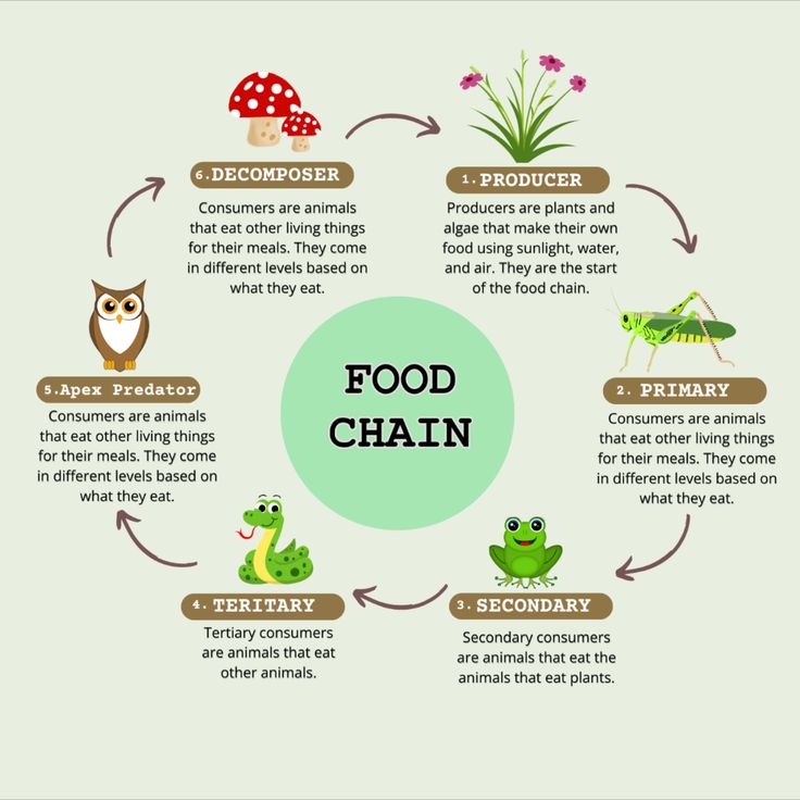 the food chain is shown with different types of animals, plants and insects around it