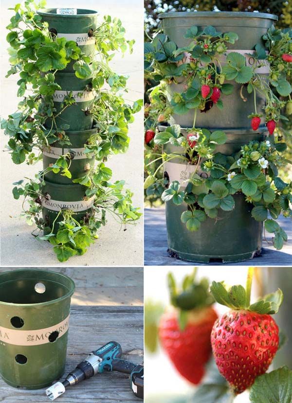 strawberry tower with built in reservoir for growing strawberries