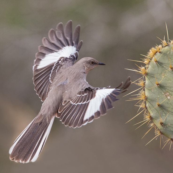 a small bird flying next to a cactus with its wings spread out and it's wing extended