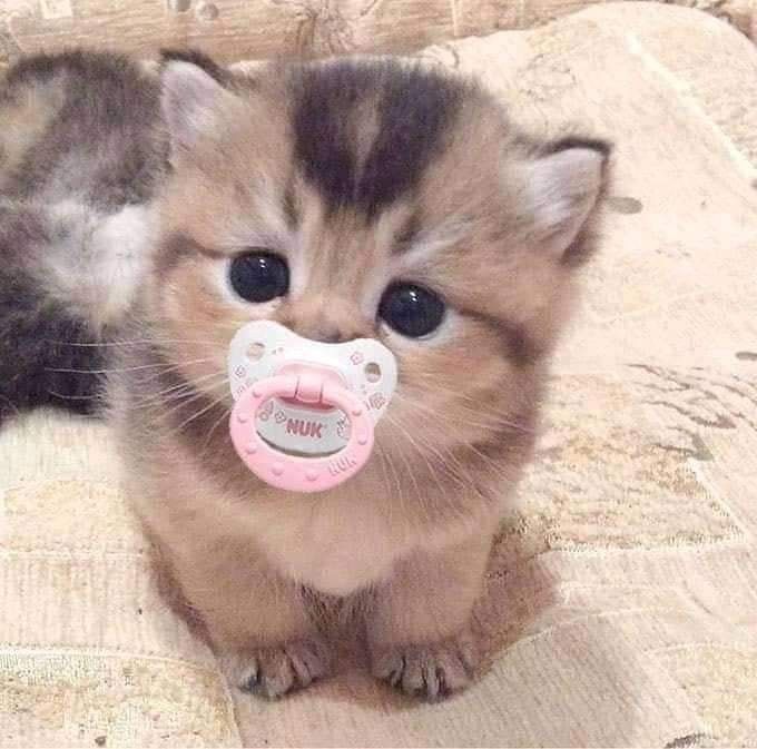 a kitten with a pacifier in its mouth