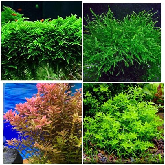 four different types of plants growing in an aquarium