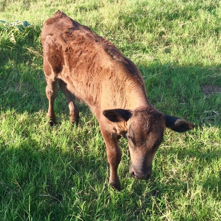 a brown cow standing on top of a lush green field