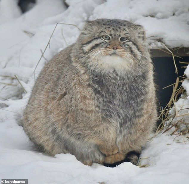 a cat that is sitting in the snow