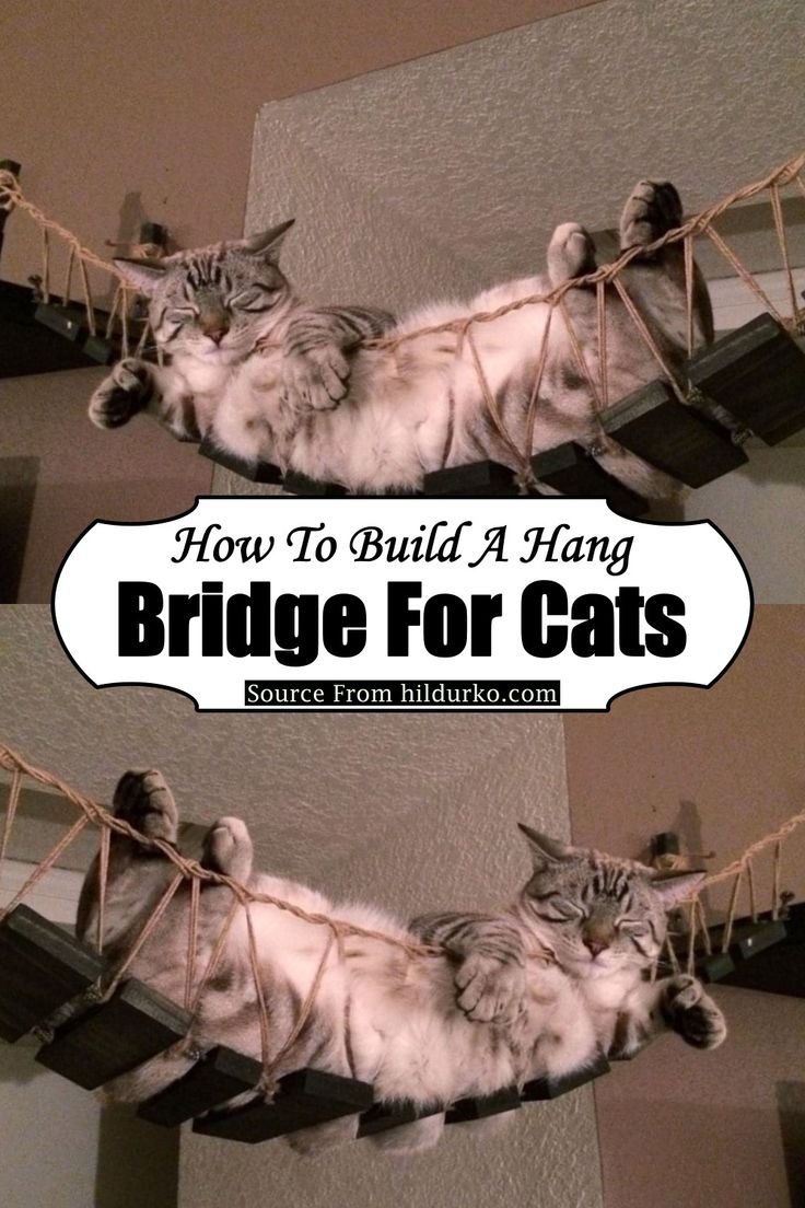 two pictures of a cat laying on a hammock with the caption how to build a hang bridge for cats