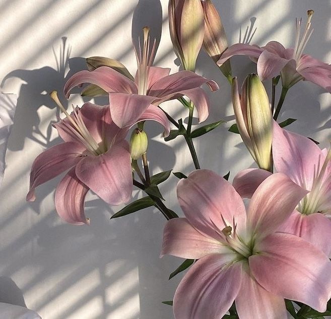 some pink flowers are in a vase on a white tablecloth and shadows cast on the wall behind them