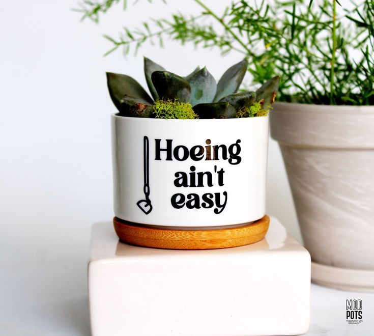 two potted plants sitting next to each other on top of a white countertop