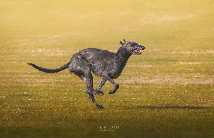 a dog running in the grass with its mouth open