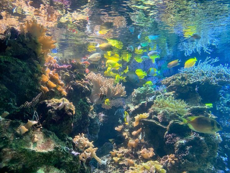 an aquarium filled with lots of different types of fish and corals in the water