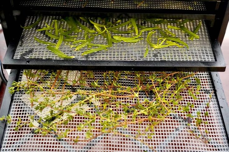 some green plants are growing on the grill