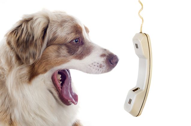 a brown and white dog with its mouth open next to an old telephone receiver that is hanging from the ceiling