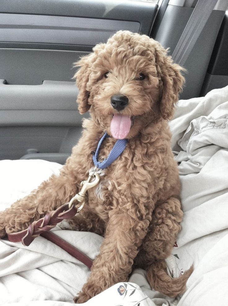 a brown dog sitting in the back seat of a car with its tongue hanging out