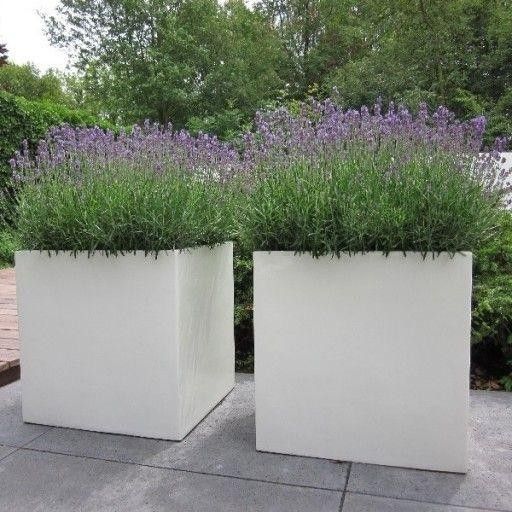 two white planters with lavender plants in them