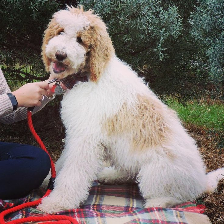 a dog that is sitting on a blanket with a leash in it's mouth