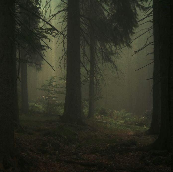 a dark forest filled with lots of trees and tall pine trees in the foggy night