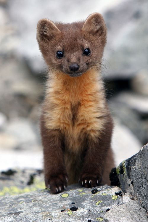 a baby pine marton sitting on top of a rock