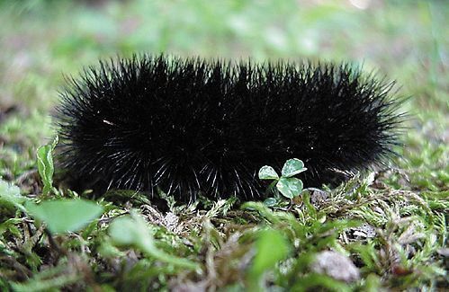 an animal that is laying down in the grass