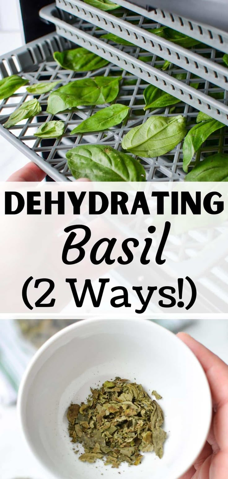 basil leaves in a white bowl with the words dehydrating basil 2 ways