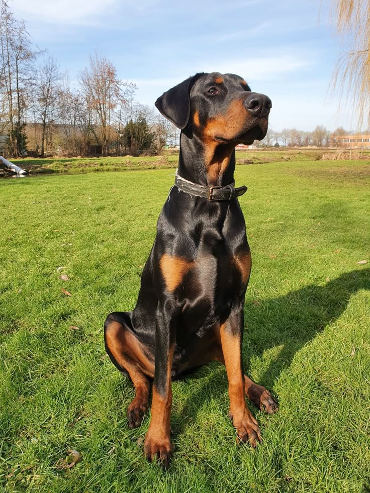 a black and brown dog sitting in the grass