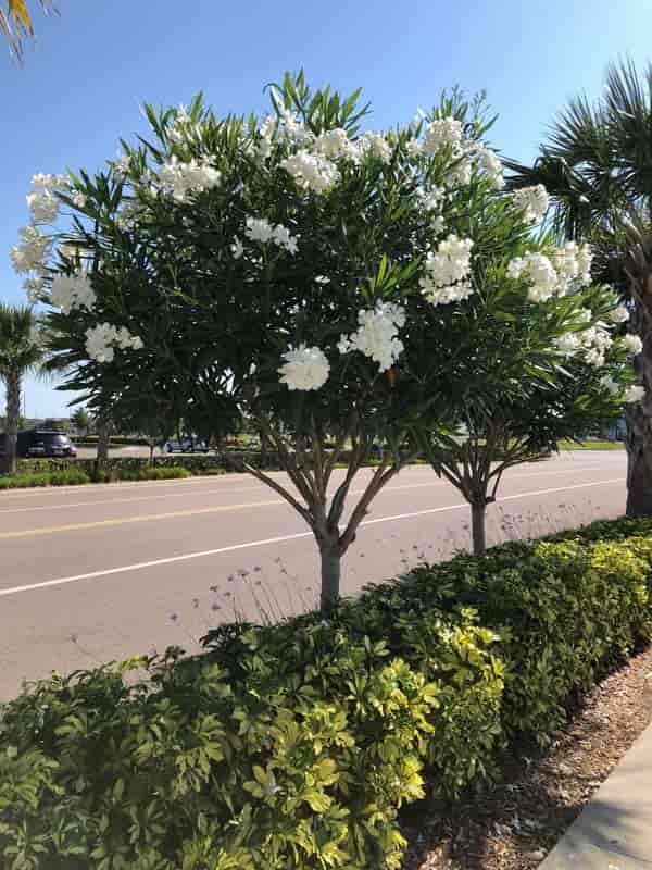 some white flowers are growing in the bushes on the side of the road near an empty street