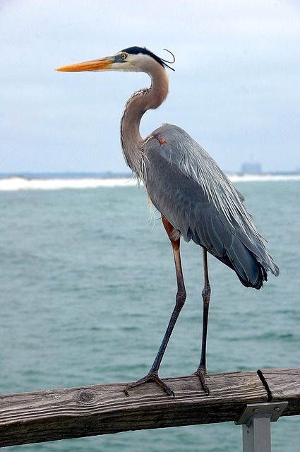 a large bird standing on top of a wooden pier