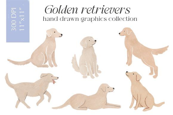 the golden retrievers hand drawn graphics collection