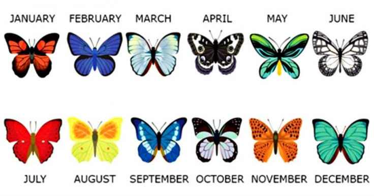 a calendar with different butterflies on it and the dates for each month in which they are numbered