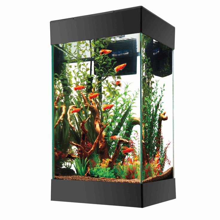 an aquarium filled with lots of plants and fish swimming in it's water tank