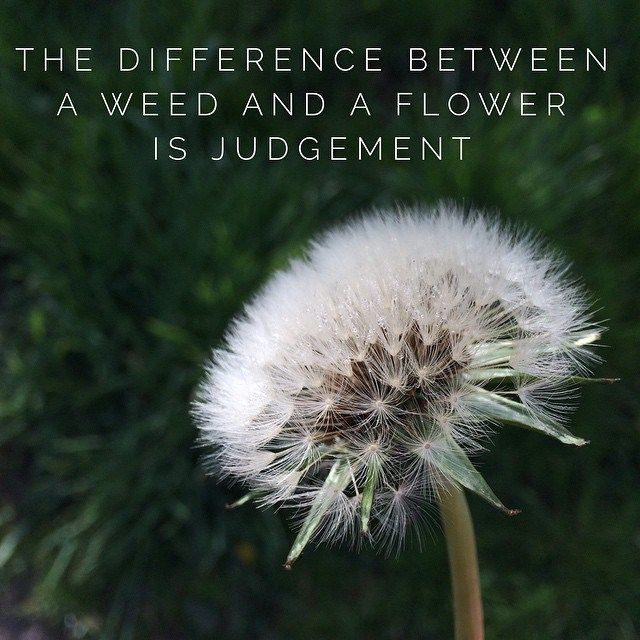 a dandelion with the words, the difference between awed and a flower is judged