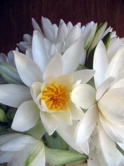 white flowers with yellow center are in a vase